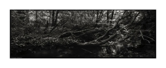 FALLEN TREES 09